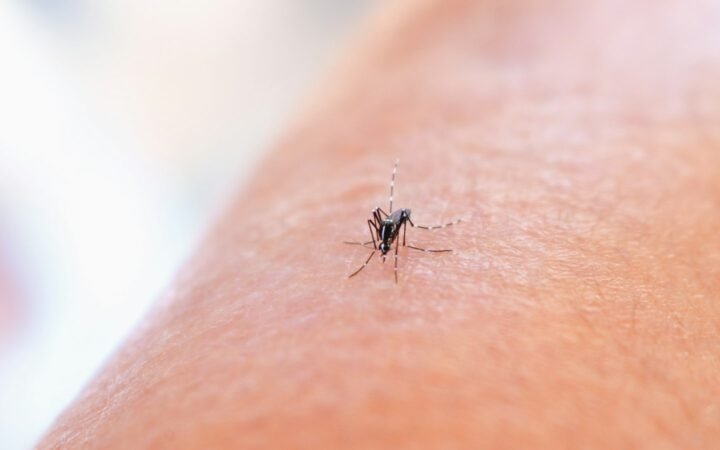 A mosquito biting the skin of a person’s arm