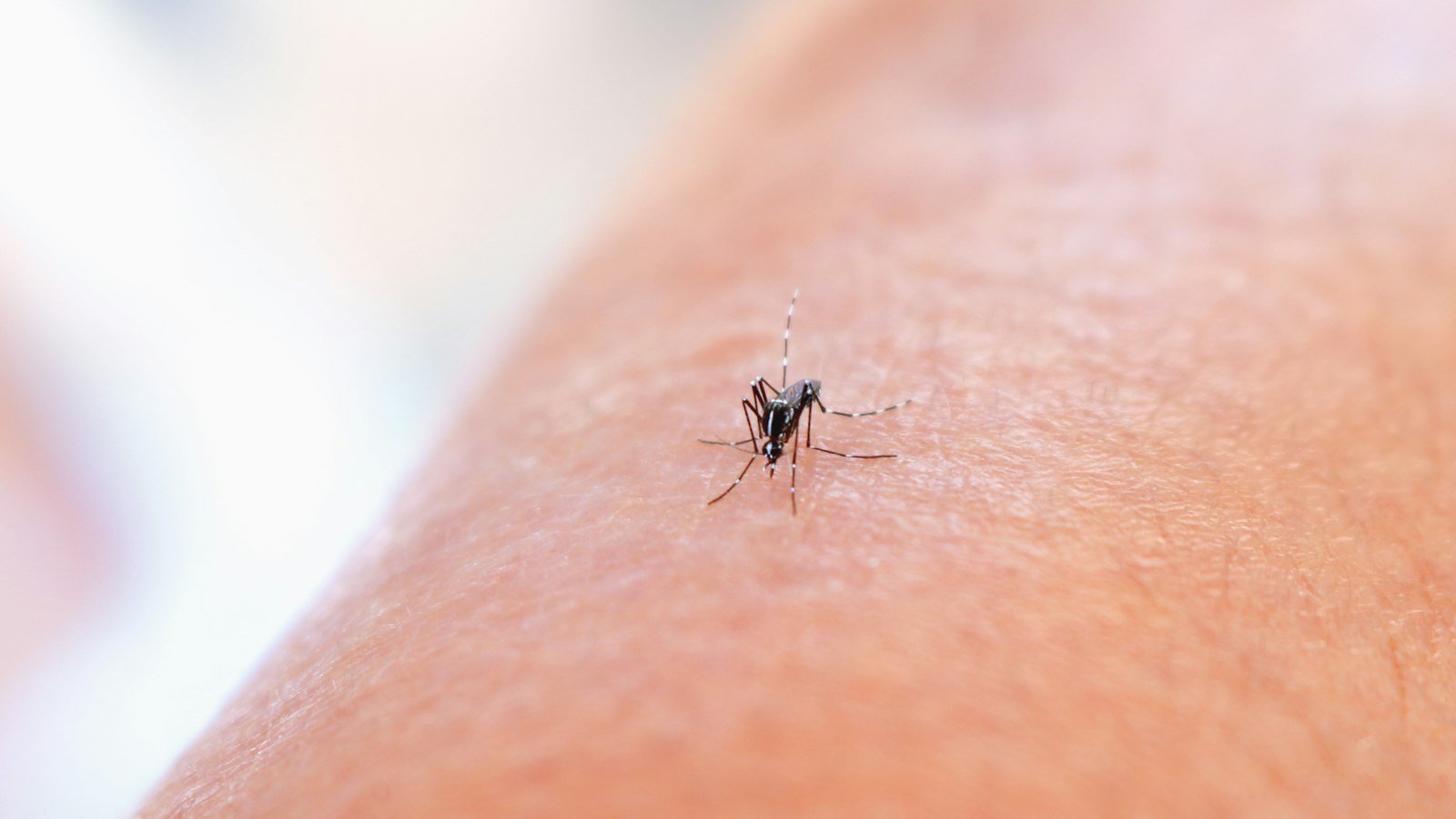 A mosquito biting the skin of a person’s arm