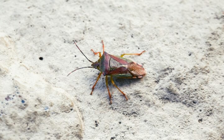 A small reddish-brown bug on a flat surface