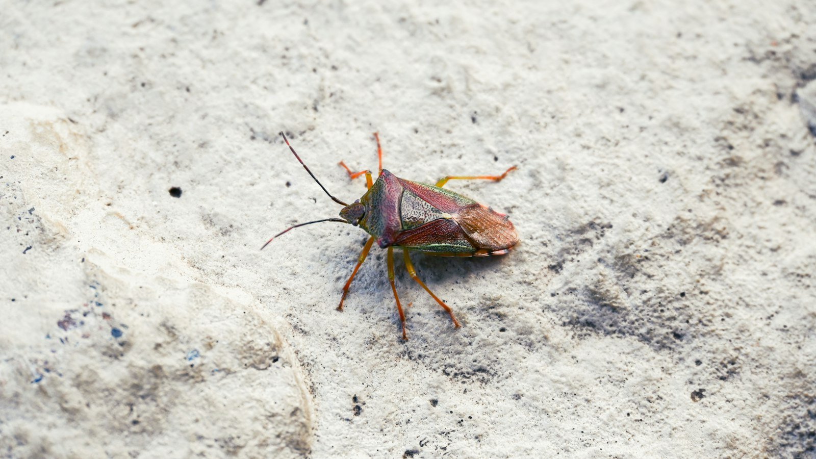 A small reddish-brown bug on a flat surface
