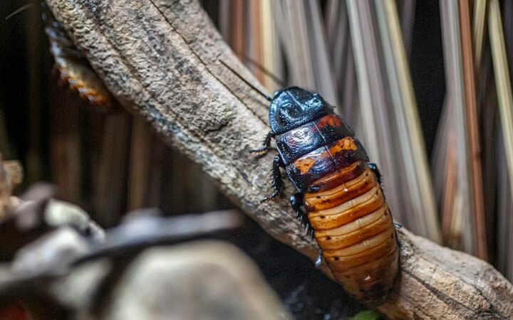 A cockroach on a branch, close up