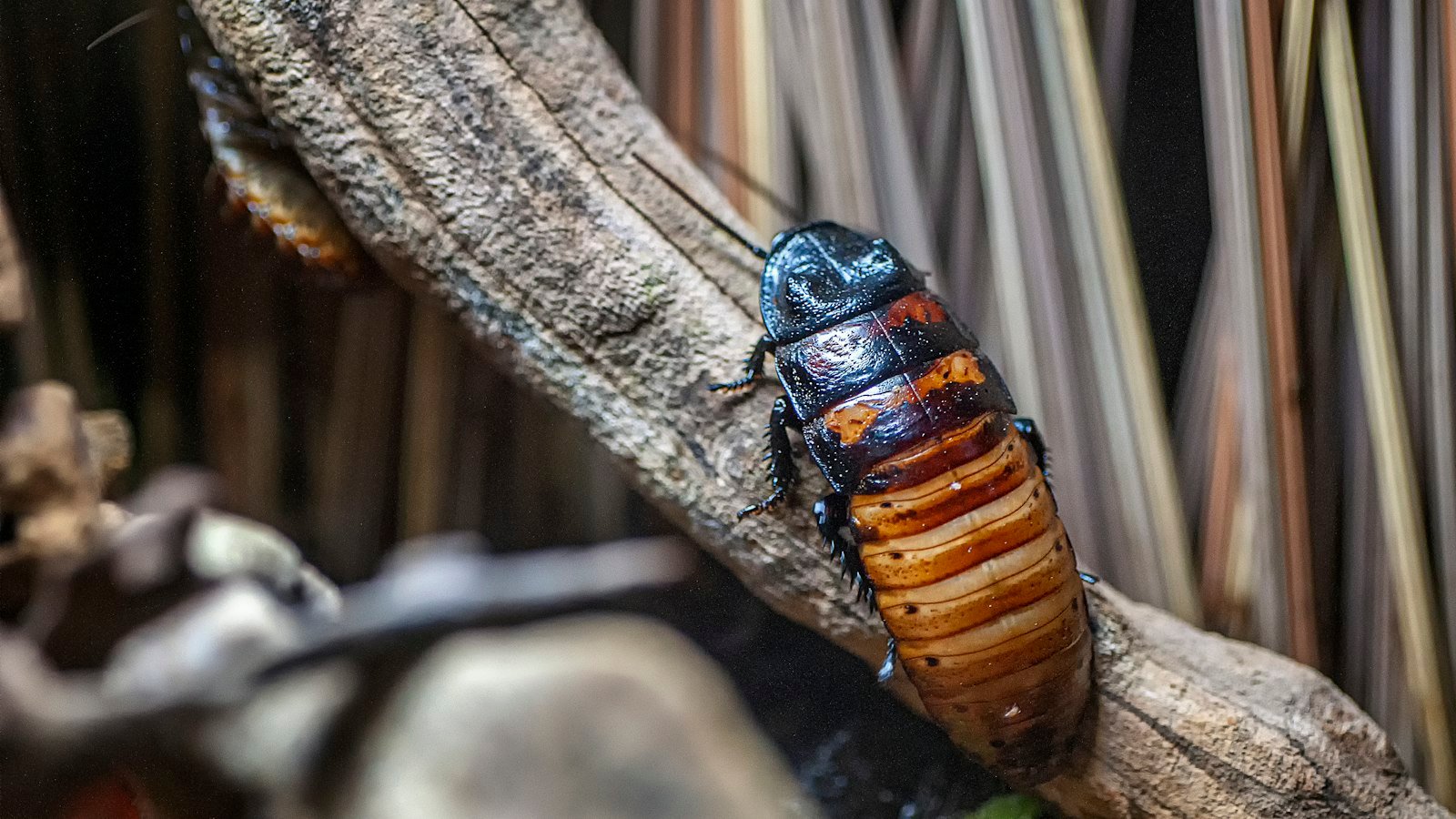 A cockroach on a branch, close up