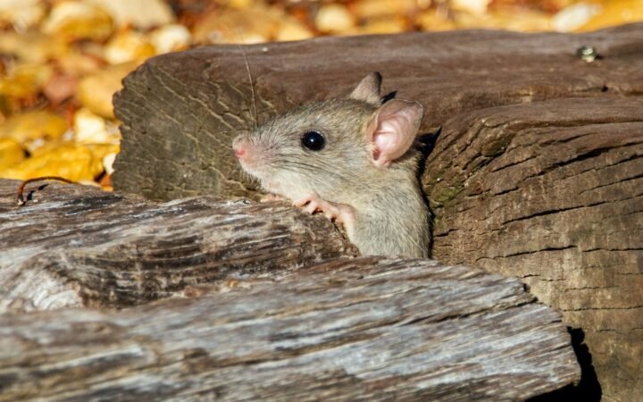 A gray mouse on a wooden surface