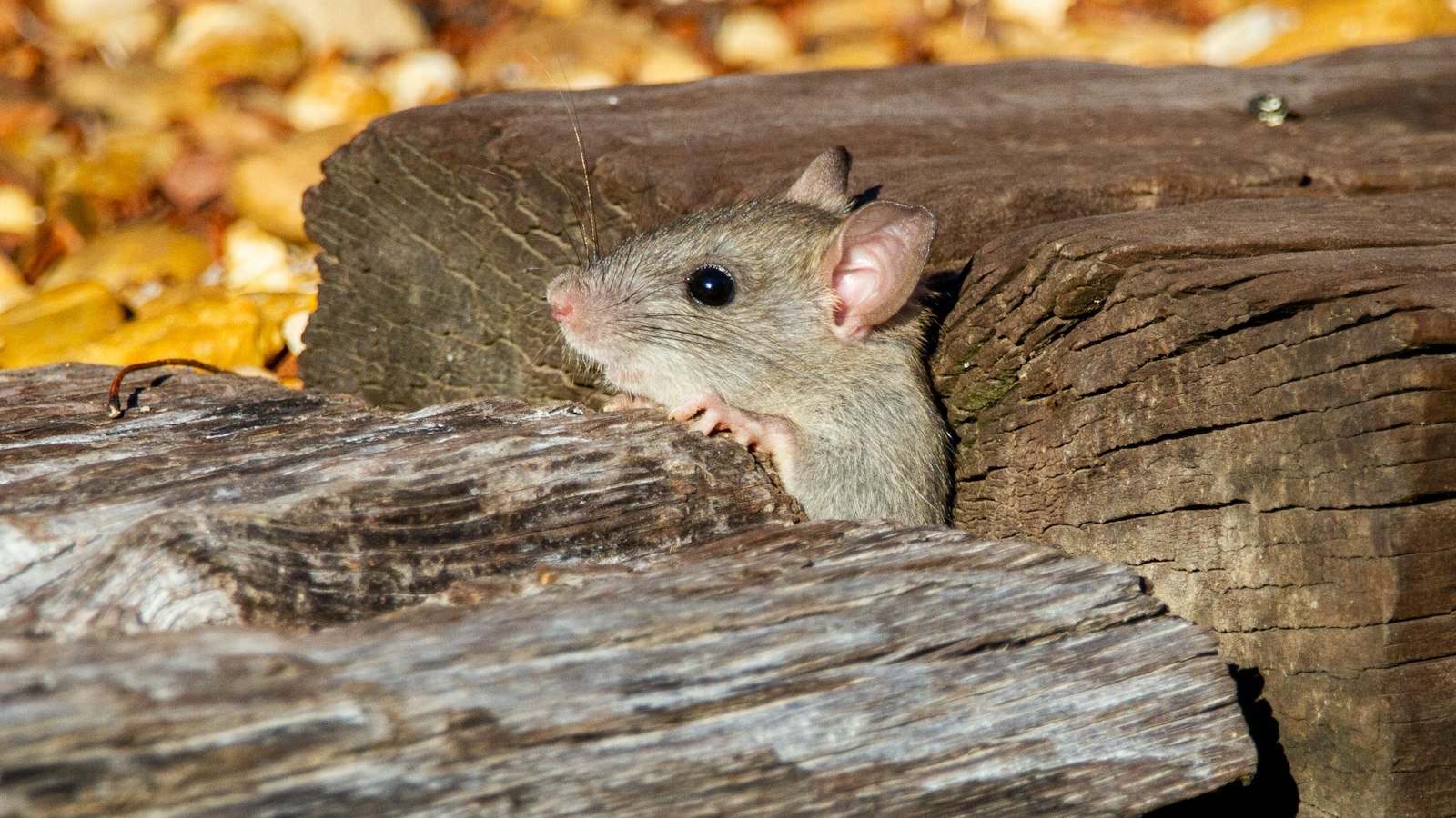A gray mouse on a wooden surface