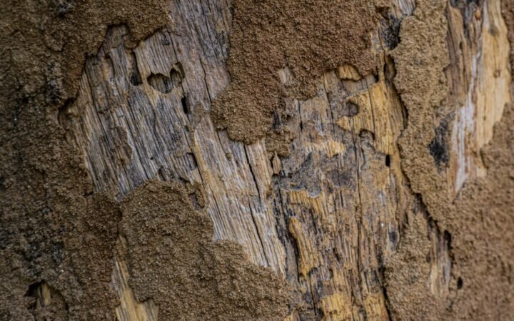 Termite tunnels and damage in a piece of wood
