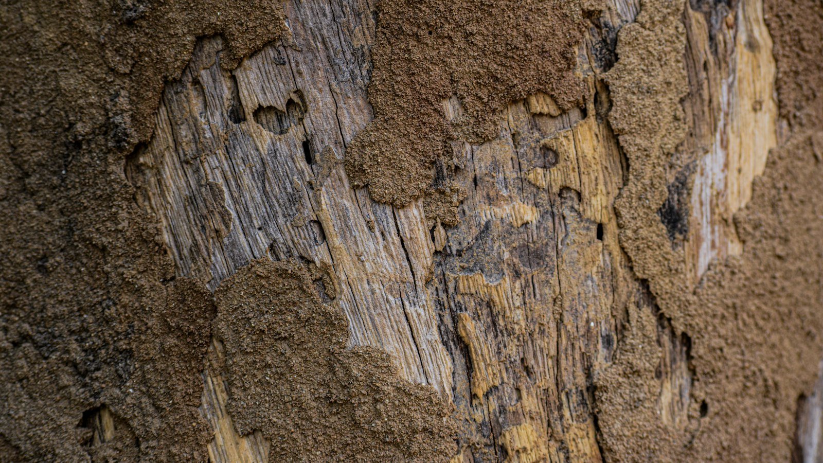 Termite tunnels and damage in a piece of wood