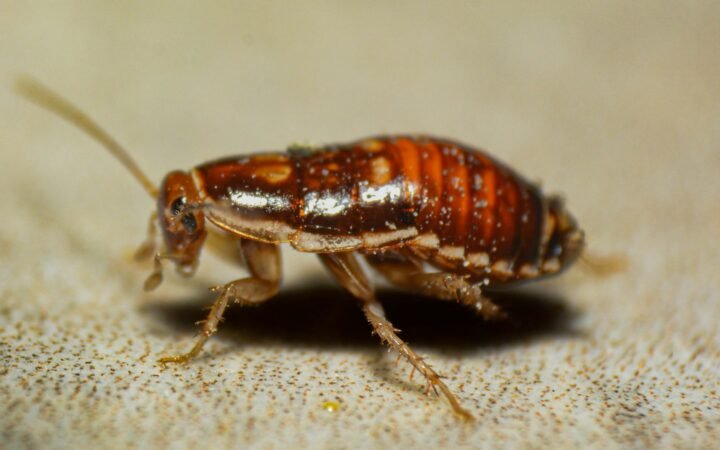 Close-up of a bed bug on a flat surface