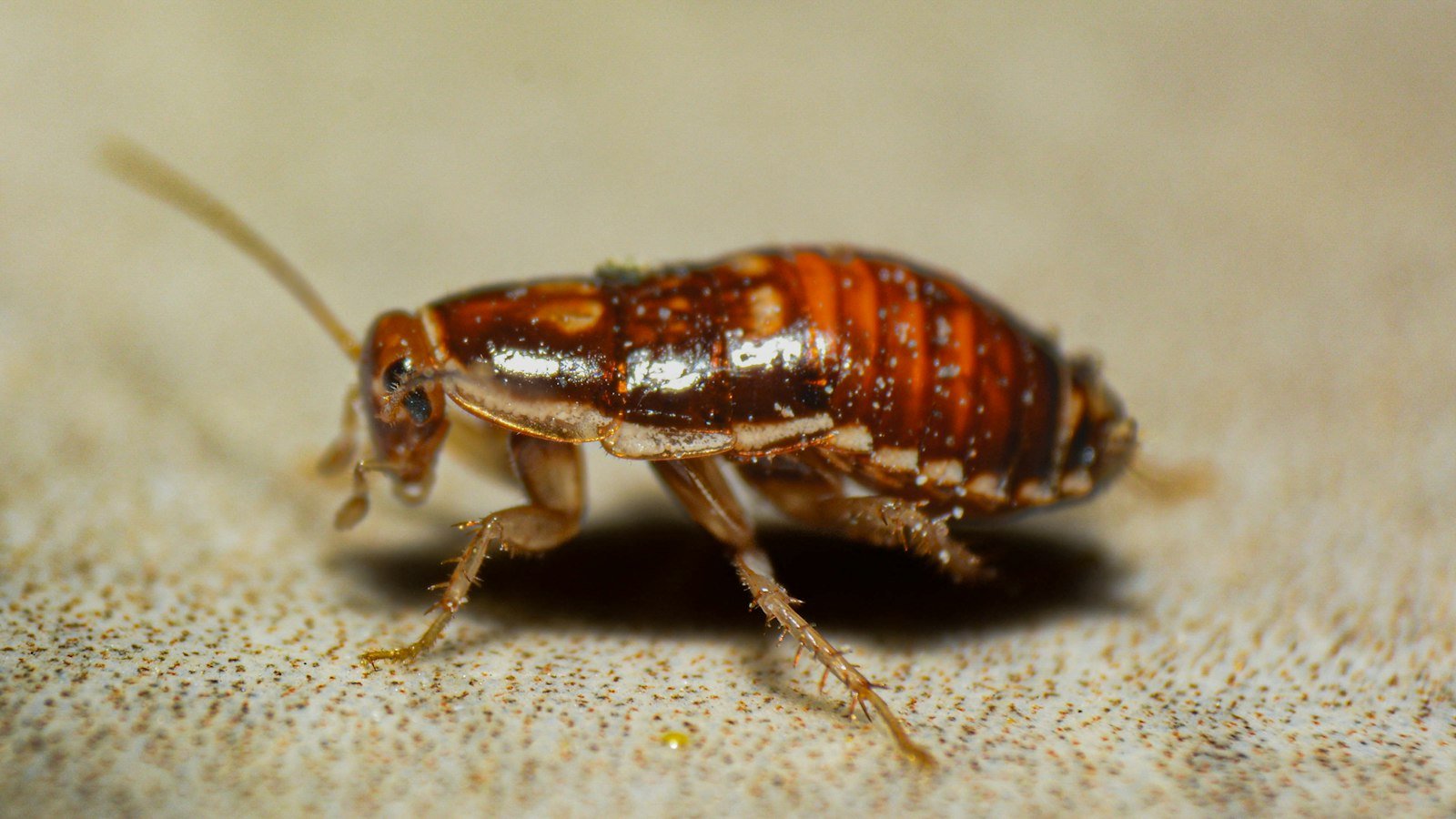 Close-up of a bed bug on a flat surface