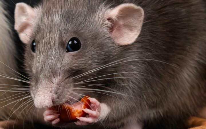 Three rats eating food on a table, showing how rodents contaminate food surfaces