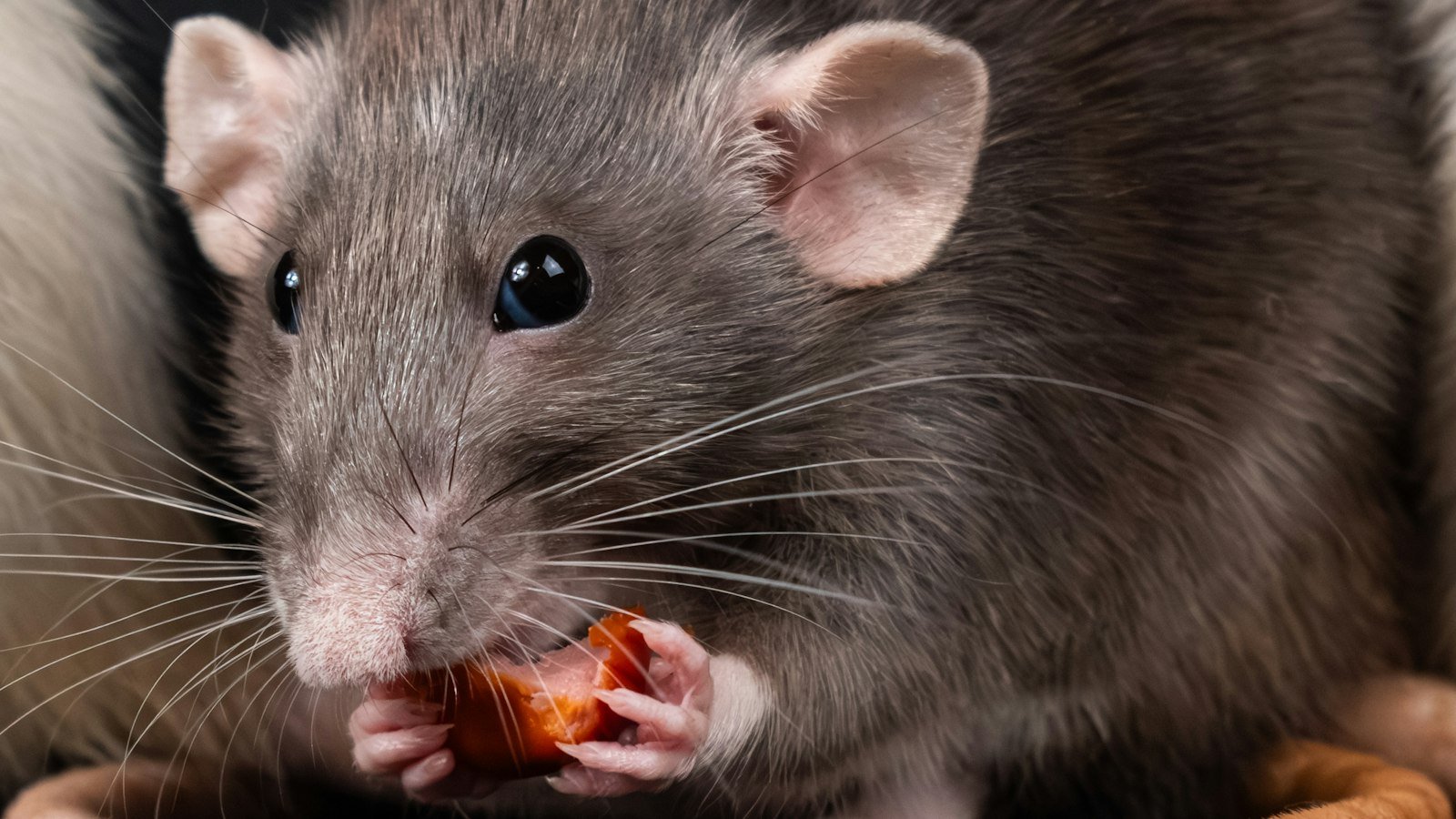 Three rats eating food on a table, showing how rodents contaminate food surfaces