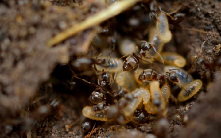 Close-up of a black and brown ant on soil, showing the pinched waist that separates ants from termites