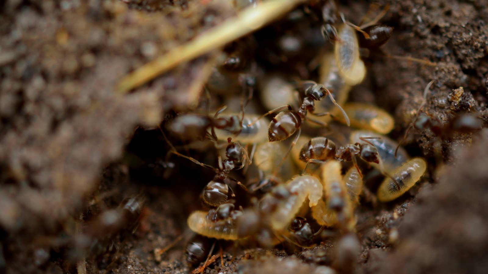 Close-up of a black and brown ant on soil, showing the pinched waist that separates ants from termites