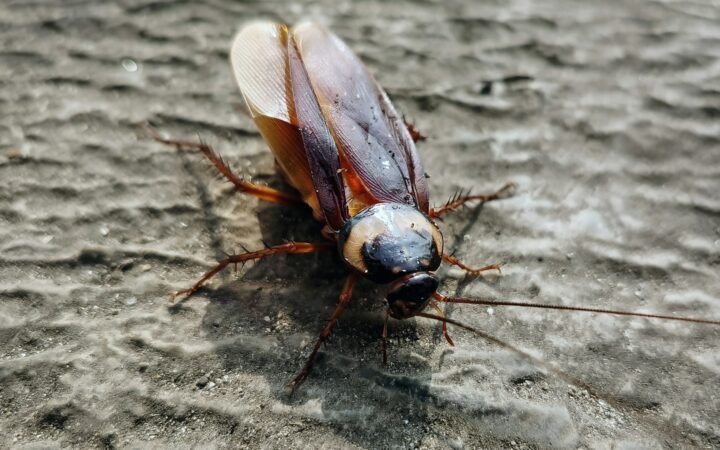 A cockroach crawling across a textured gray surface