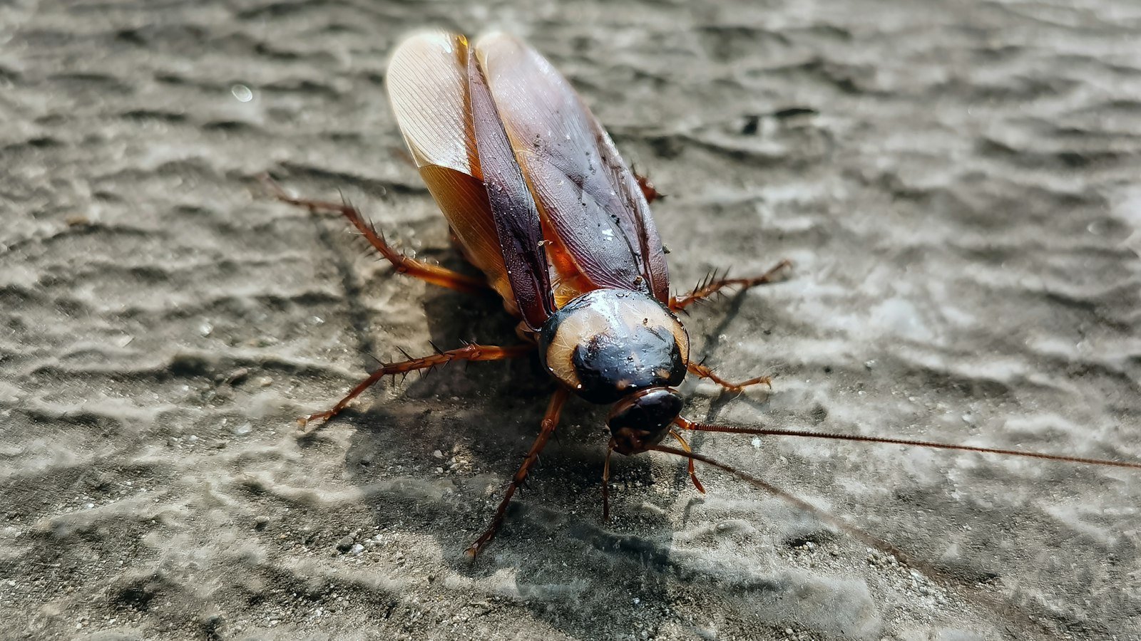 A cockroach crawling across a textured gray surface