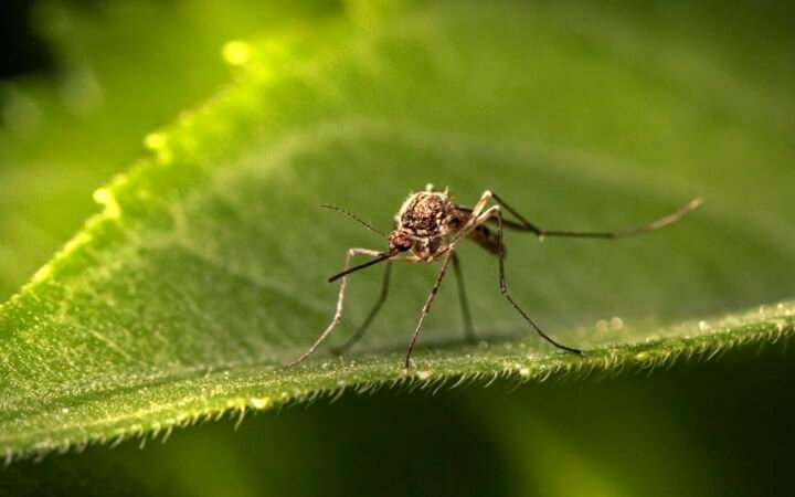 A small insect resting on a green leaf in a backyard