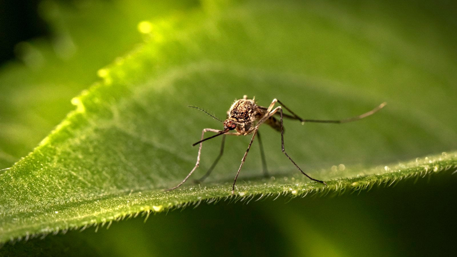 A small insect resting on a green leaf in a backyard