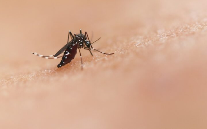 Close-up of a mosquito biting human skin