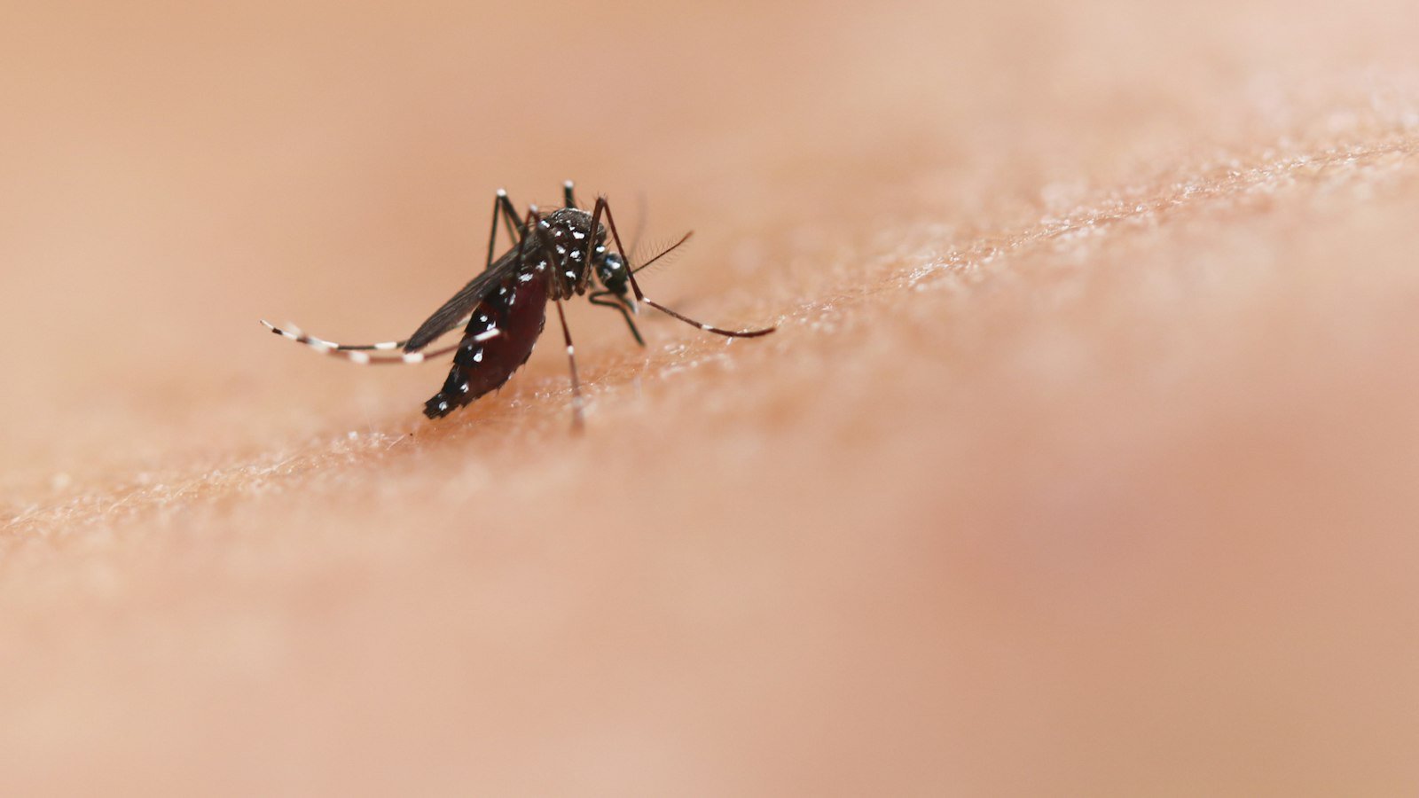 Close-up of a mosquito biting human skin