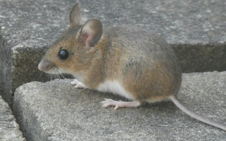 A small mouse sitting on a concrete block next to a wall