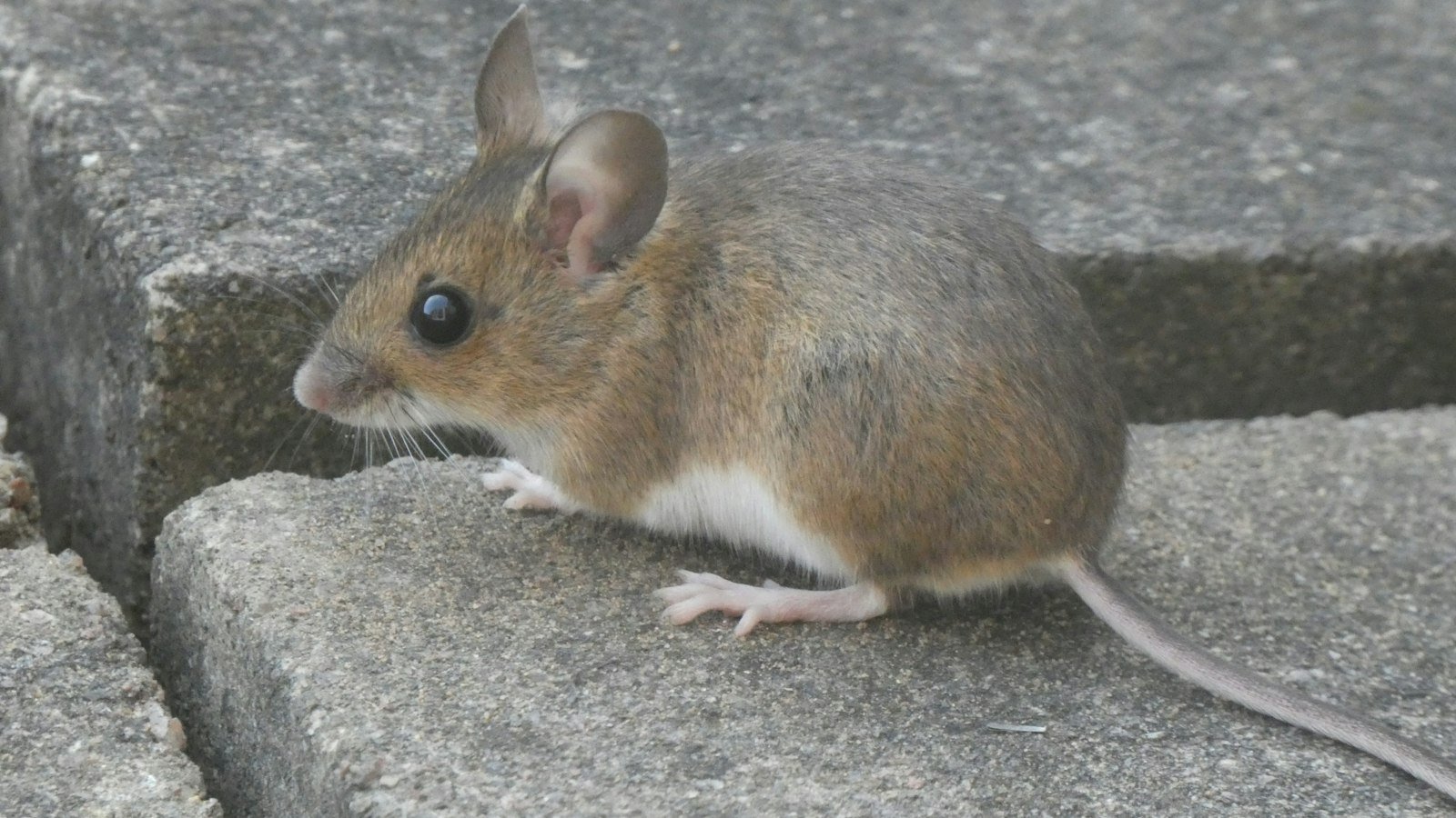A small mouse sitting on a concrete block next to a wall