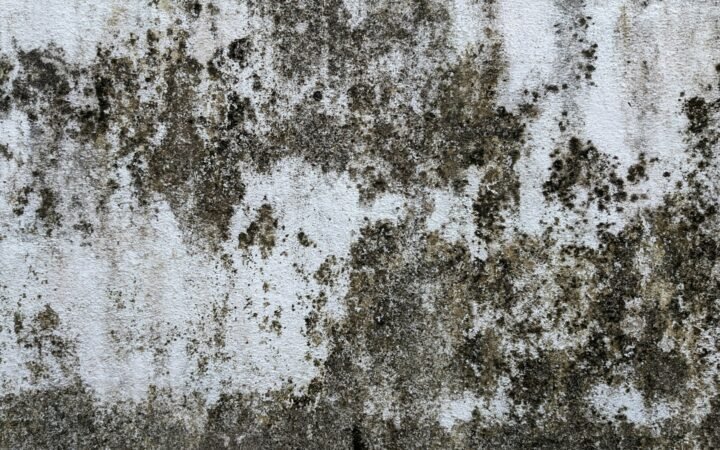 Dark discoloration from mold on a damp wall