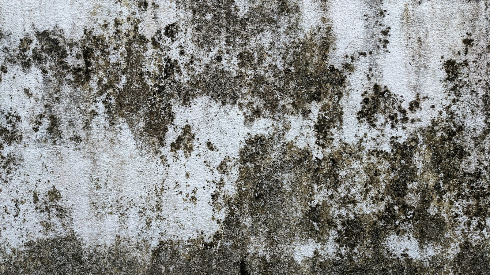 Dark discoloration from mold on a damp wall