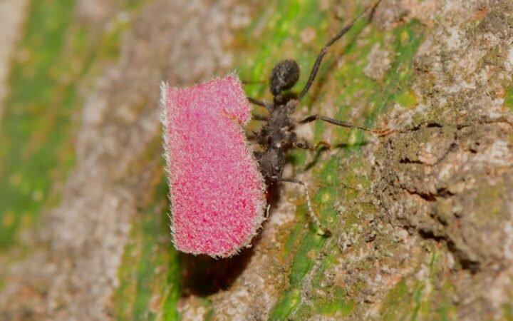 A black ant on a flower petal outdoors