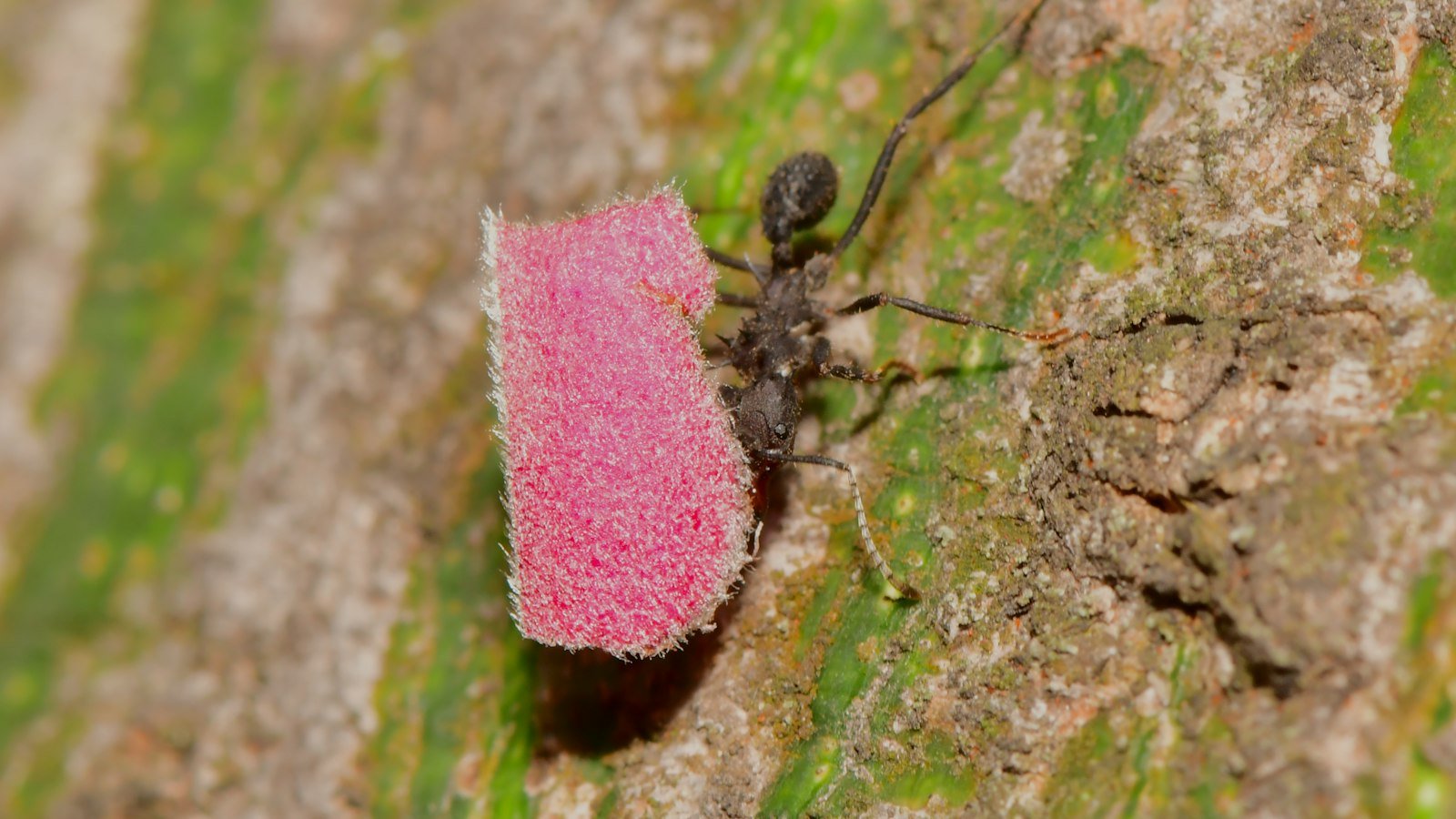 A black ant on a flower petal outdoors