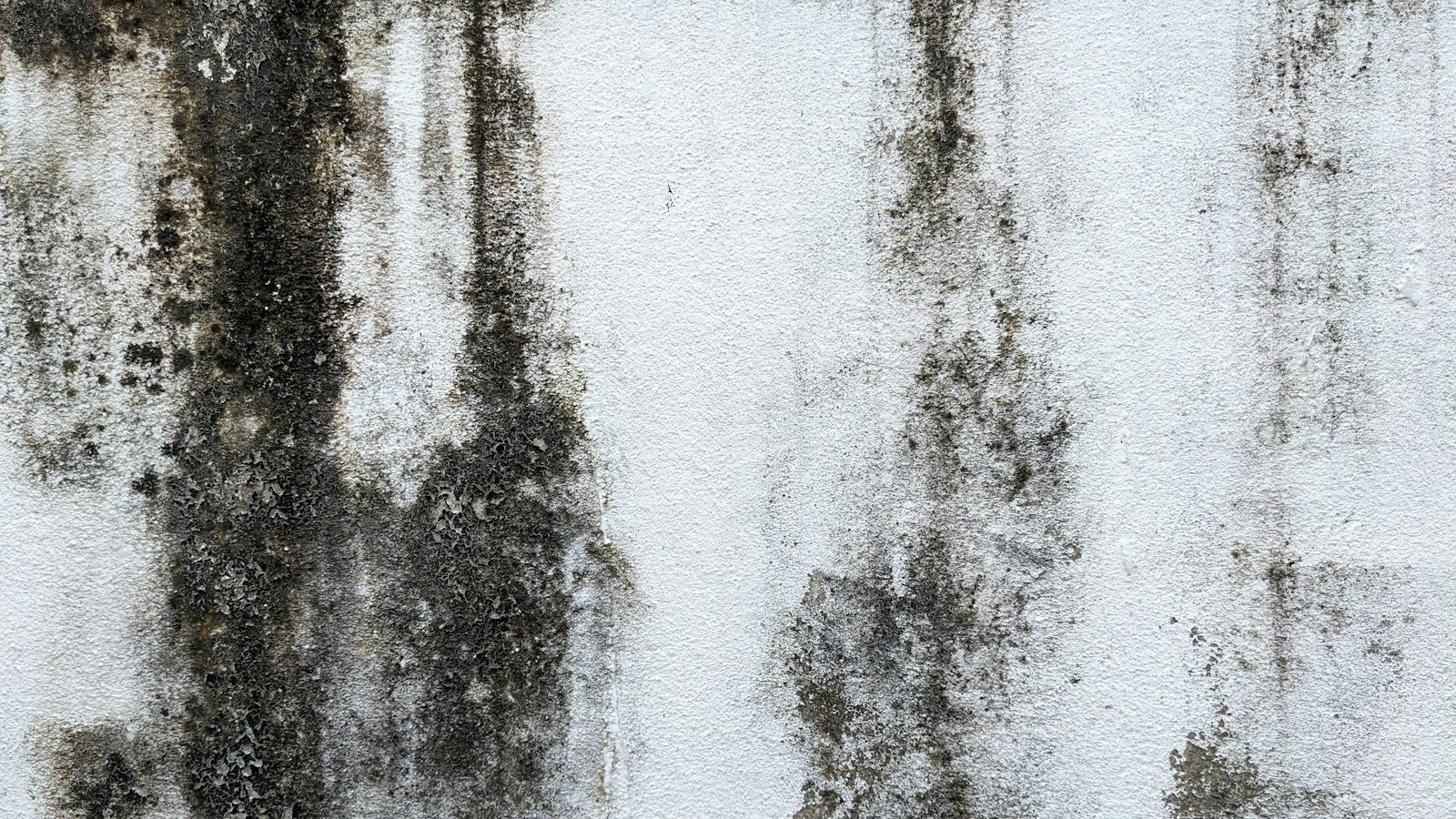Black moldy spots on a white painted wall in a damp room