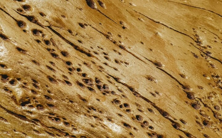 Wood surface riddled with small holes, typical of insect damage