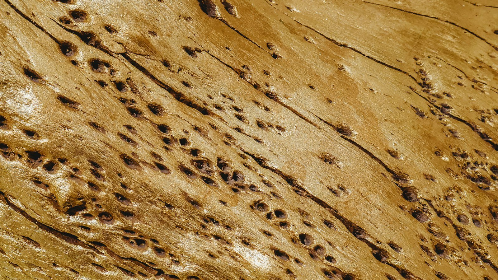 Wood surface riddled with small holes, typical of insect damage